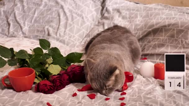 Un gato mira y guiña el ojo en el Día de San Valentín — Vídeo de stock