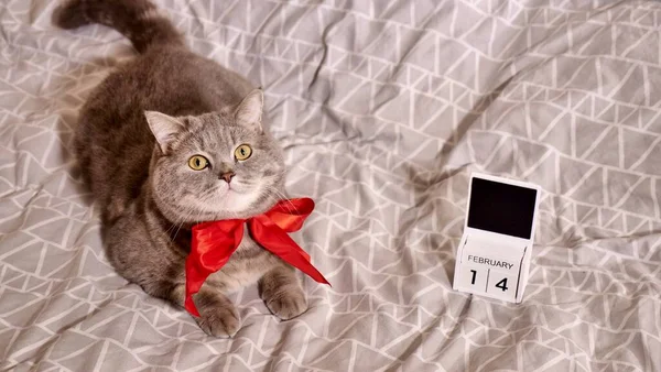 Dia dos namorados romântico em casa com gato de estimação na cama — Fotografia de Stock