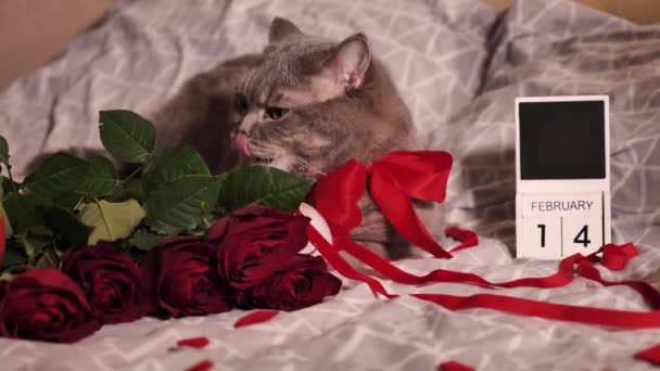 Walentynki w domu z ukochanym zwierzakiem — Wideo stockowe