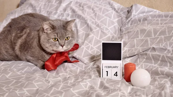Evcil kediyle romantik sevgililer günü