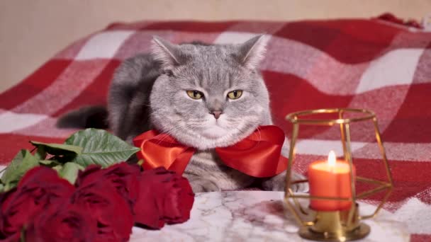 Cat celebra el Día de San Valentín en la cama con rosas — Vídeo de stock