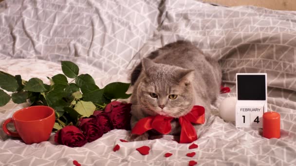 Día de San Valentín romántico en casa con gato mascota — Vídeo de stock