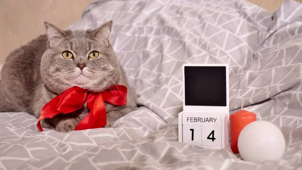 Evcil kediyle romantik sevgililer günü — Stok fotoğraf