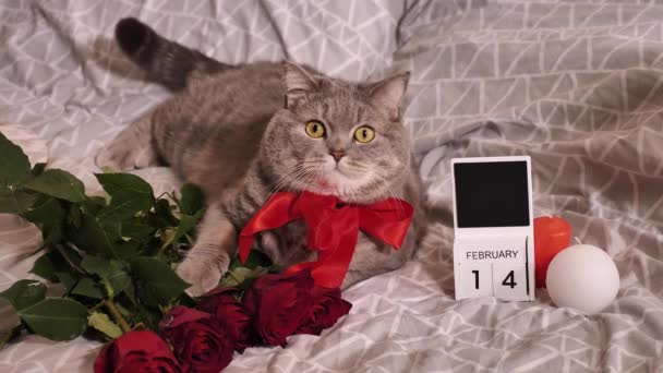 Schotse rechte kat op Valentijnsdag — Stockvideo
