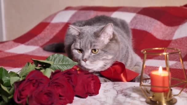 Katt firar alla hjärtans dag i sängen med rosor — Stockvideo