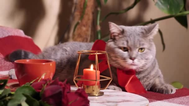 Cat celebrates Valentines Day in bed with roses — Stock Video