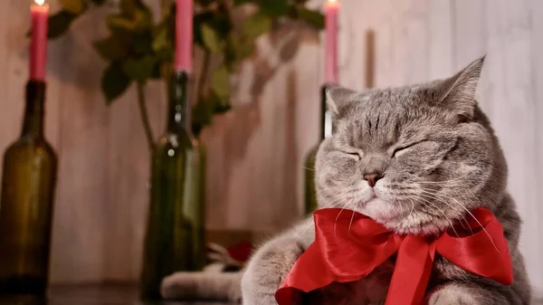 발렌틴들의 날에 스코틀랜드식곧은 고양이 — 스톡 사진