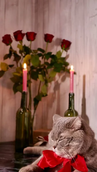 발렌틴들의 날에 스코틀랜드식곧은 고양이 — 스톡 사진