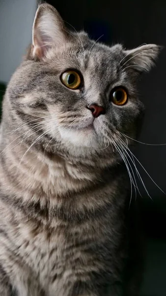 Retrato de una mascota Scottish Straight cat — Foto de Stock