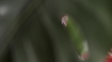 İskoç düz kulaklı kedi kendini yalar, yıkar, yıkar. Bir saksının arkasındaki evcil hayvanı gözetlemek. Ev konforu, rutin, konfor