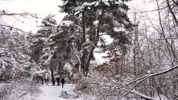 Mladá Dámo Dívka Kráčí Zimě Zasněženým Lesem Zpomaleném Filmu Obecný — Stock video