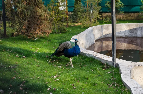 Pfau — Stockfoto