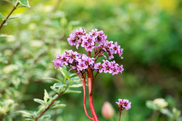 Bergenia bloemen close-up — Stockfoto