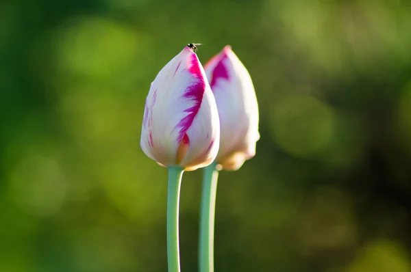 Tulipany — Zdjęcie stockowe