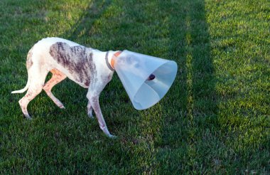 İngiliz kırbaç köpeği çayırda, yaka hunisi örtüsü takıyor..