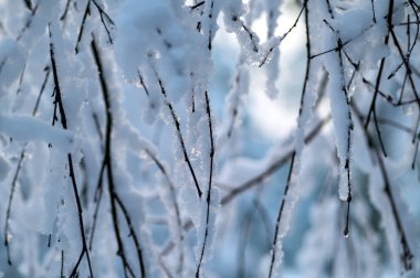 Doğada buz ve karla kaplı ağaç dallarının kış arkaplanı.