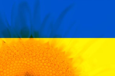 Arka planda çiçek açan ayçiçeğinin Ukrayna bayrağı renkleri.