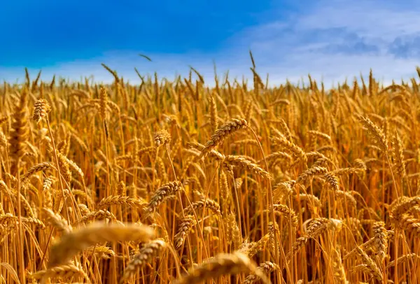 Mavi Güneşli Gökyüzüne Karşı Buğday Tarlasının Sarı Olgun Kulakları — Stok fotoğraf