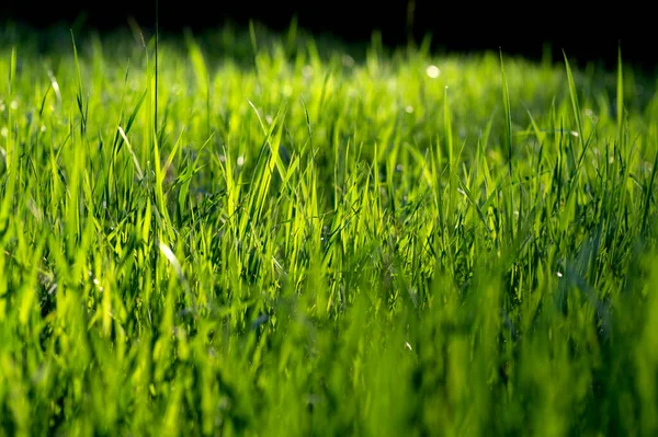 Printemps Été Fond Herbe Ensoleillée Poussant Extérieur — Photo