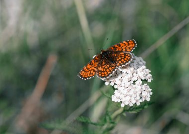 Orange butterfly sitting on the flower at sunny summer day.