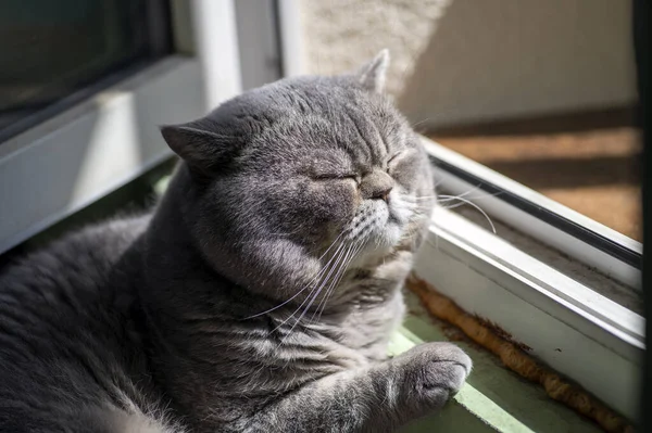 Gray British shorthair cat warming up on the sun rays.