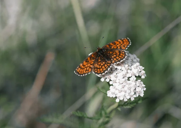 Farfalla Arancione Seduta Sul Fiore Nella Soleggiata Giornata Estiva — Foto Stock