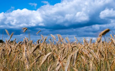 Ripe wheats growing in nature against sunny party cloudy sky.