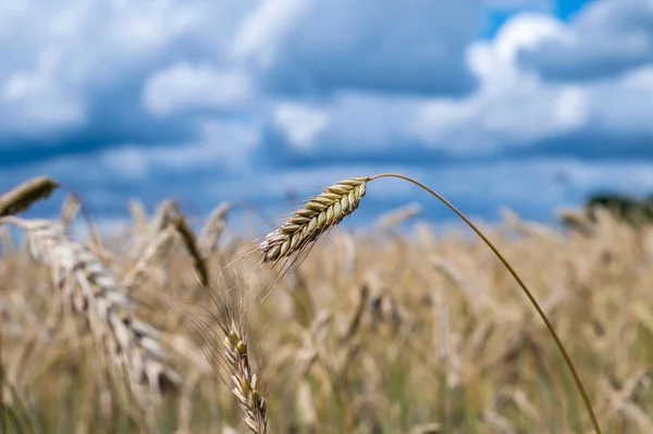 Ripe Wheats Growing Nature Sunny Party Cloudy Sky — Zdjęcie stockowe