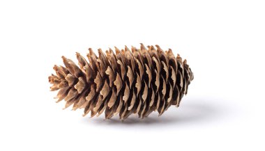 Single spruce cone isolated on white background with shadow.