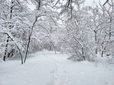 Kış. Çok fazla kar var..