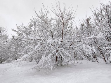 Kış. Çok fazla kar var..