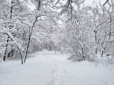 Kış. Çok fazla kar var..