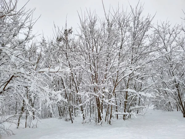 Зима Много Снега — стоковое фото