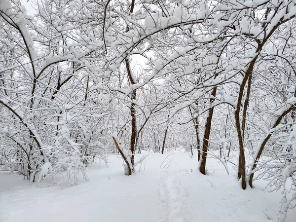 Зима Багато Снігу — стокове фото