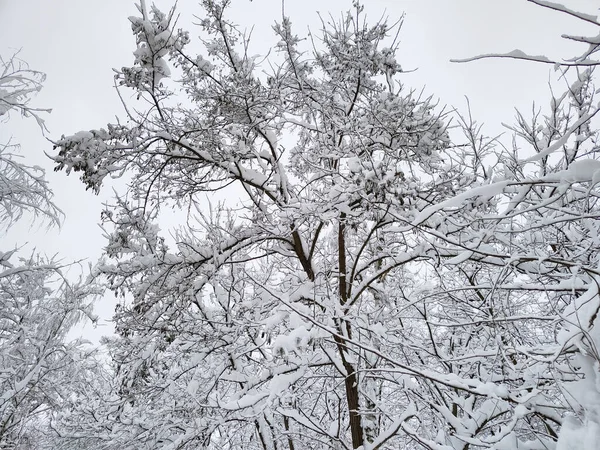 Winter Veel Sneeuw — Stockfoto