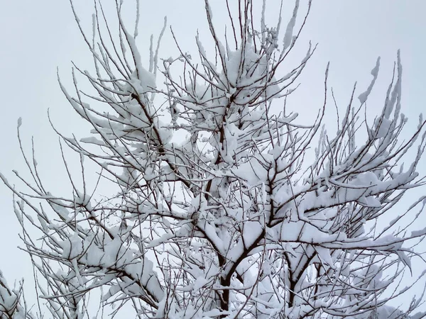 Winter Veel Sneeuw — Stockfoto