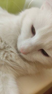 Yarı kapalı yeşil gözlü beyaz kedi yavrusu.