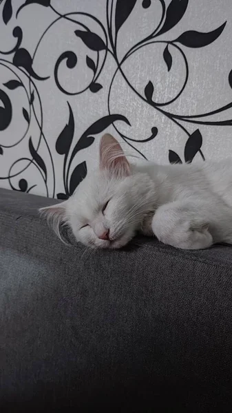 Gattino Bianco Che Dorme Sul Divano Grigio — Foto Stock