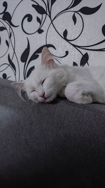 White Kitten Sleeping Grey Couch — Stock Photo, Image