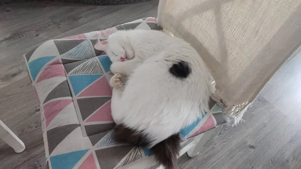 白い子猫は黒い尾を持ち その側のスポットは椅子の上で眠る — ストック写真