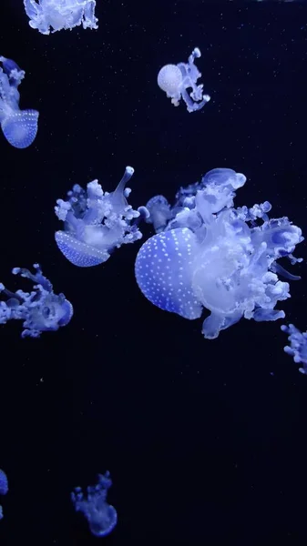 Medúza Víz Alatt Kék Fényben Sötétben — Stock Fotó