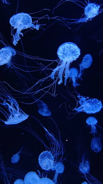 Denizanası Atlantik Deniz Isırganı Stok Fotoğraf