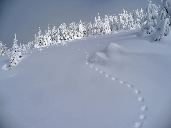 Paisaje invernal con huella — Foto de Stock