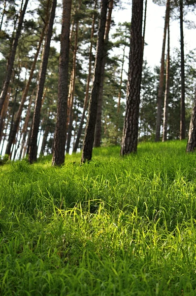 Green grass in forest — Stock Photo, Image