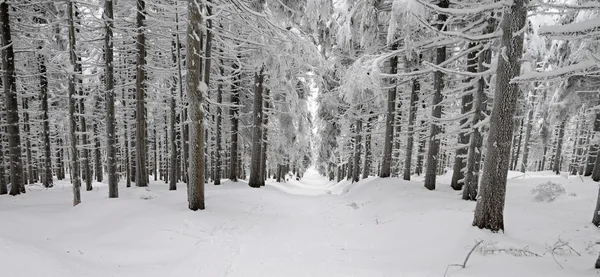 Weg in een besneeuwde forest — Stockfoto