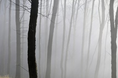 Sisin içindeki ağaçlar