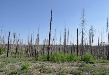 Fragments of burned trees