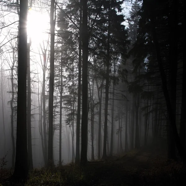 Trees in the mist — Stock Photo, Image