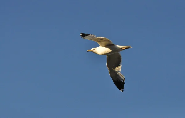 Seagull in vlucht op een blauwe achtergrond — Stockfoto