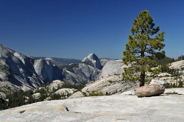 Yosemte Milli Parkı içinde ağaç — Stok fotoğraf